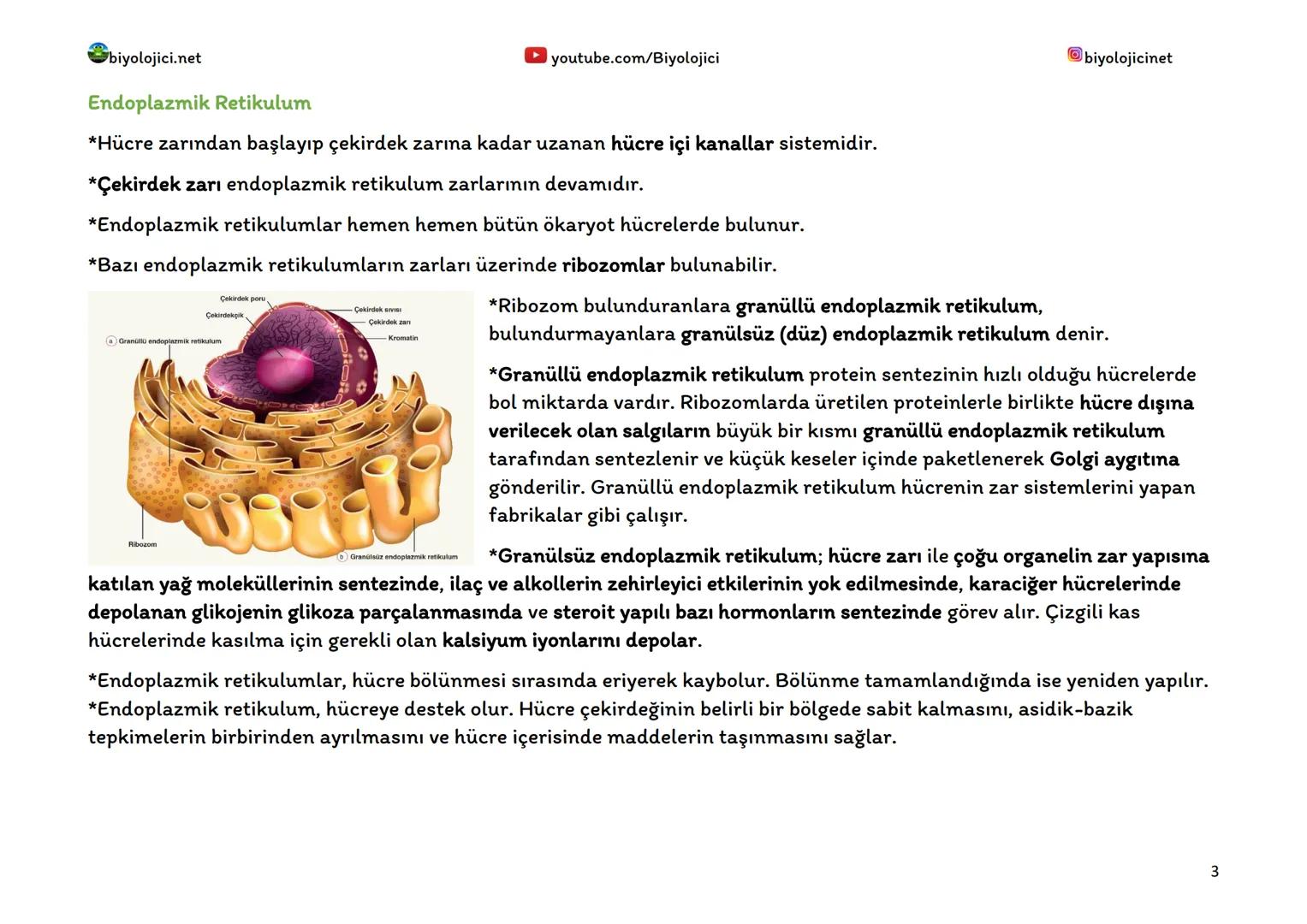 biyolojici.net
SİTOPLAZMA VE ORGANELLER
Sitoplazma:
▸ youtube.com/Biyolojici
*Ökaryot hücrelerde hücre zarı ile çekirdek zarı arasında kalan