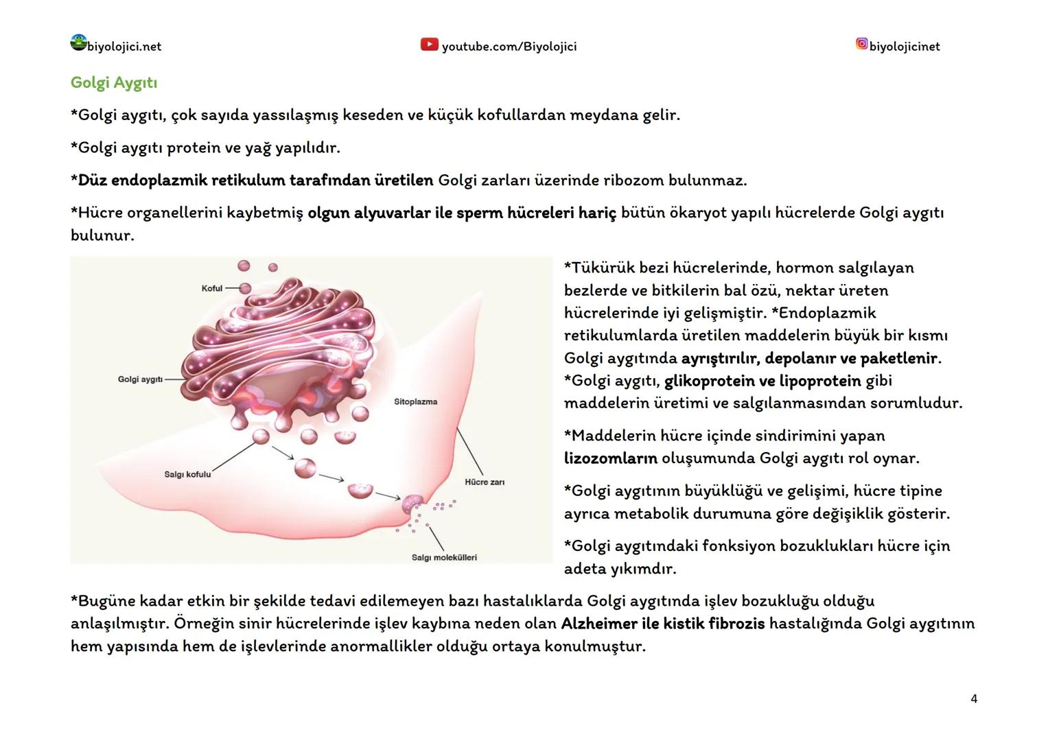 biyolojici.net
SİTOPLAZMA VE ORGANELLER
Sitoplazma:
▸ youtube.com/Biyolojici
*Ökaryot hücrelerde hücre zarı ile çekirdek zarı arasında kalan
