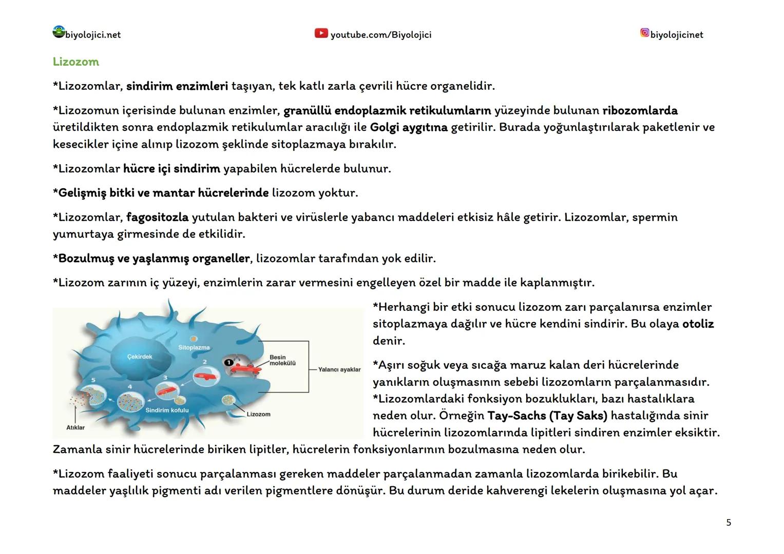 biyolojici.net
SİTOPLAZMA VE ORGANELLER
Sitoplazma:
▸ youtube.com/Biyolojici
*Ökaryot hücrelerde hücre zarı ile çekirdek zarı arasında kalan