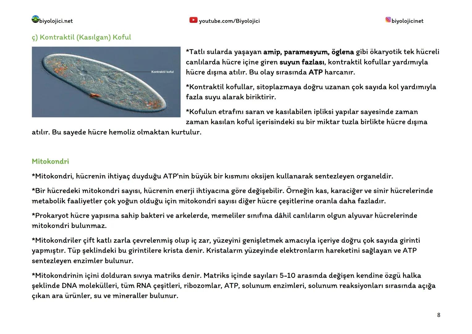 biyolojici.net
SİTOPLAZMA VE ORGANELLER
Sitoplazma:
▸ youtube.com/Biyolojici
*Ökaryot hücrelerde hücre zarı ile çekirdek zarı arasında kalan
