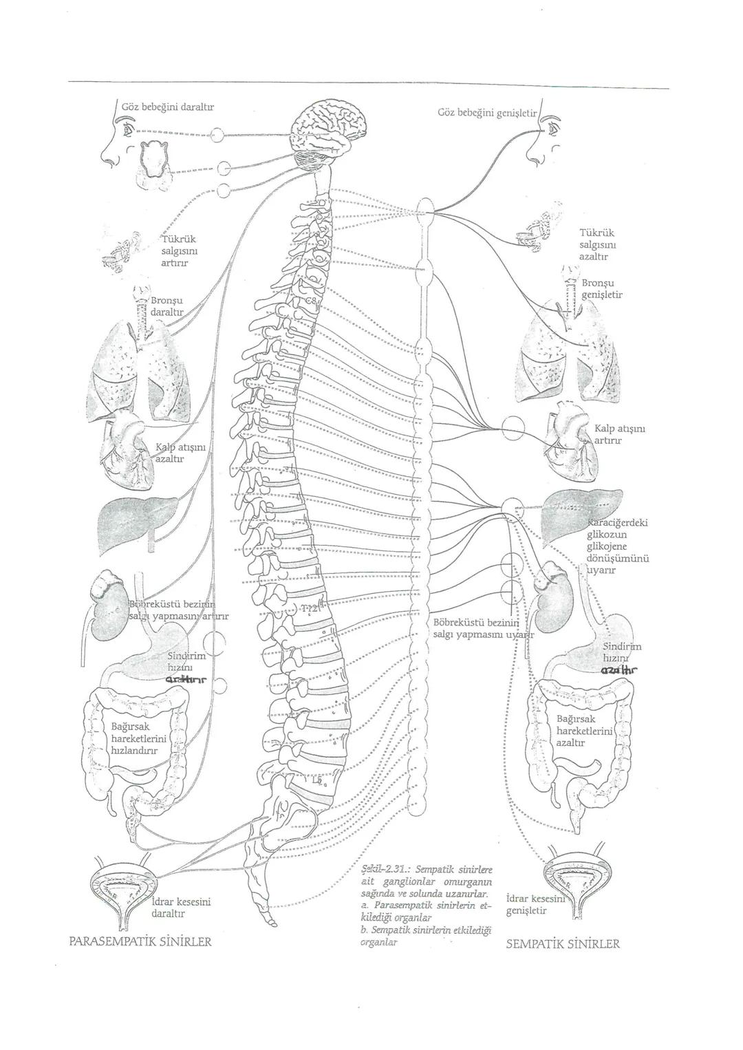 NÖRONLAR
SINIR HÜCRESİNİN YAPISI ve ÇEŞİTLERİ
Dendrit
Ahücre gövdesi
Schwan hücresi
Akson ucu
Ranvier
Çekirdek miyelin
kilif
boğumu
HÜCRE GÖ