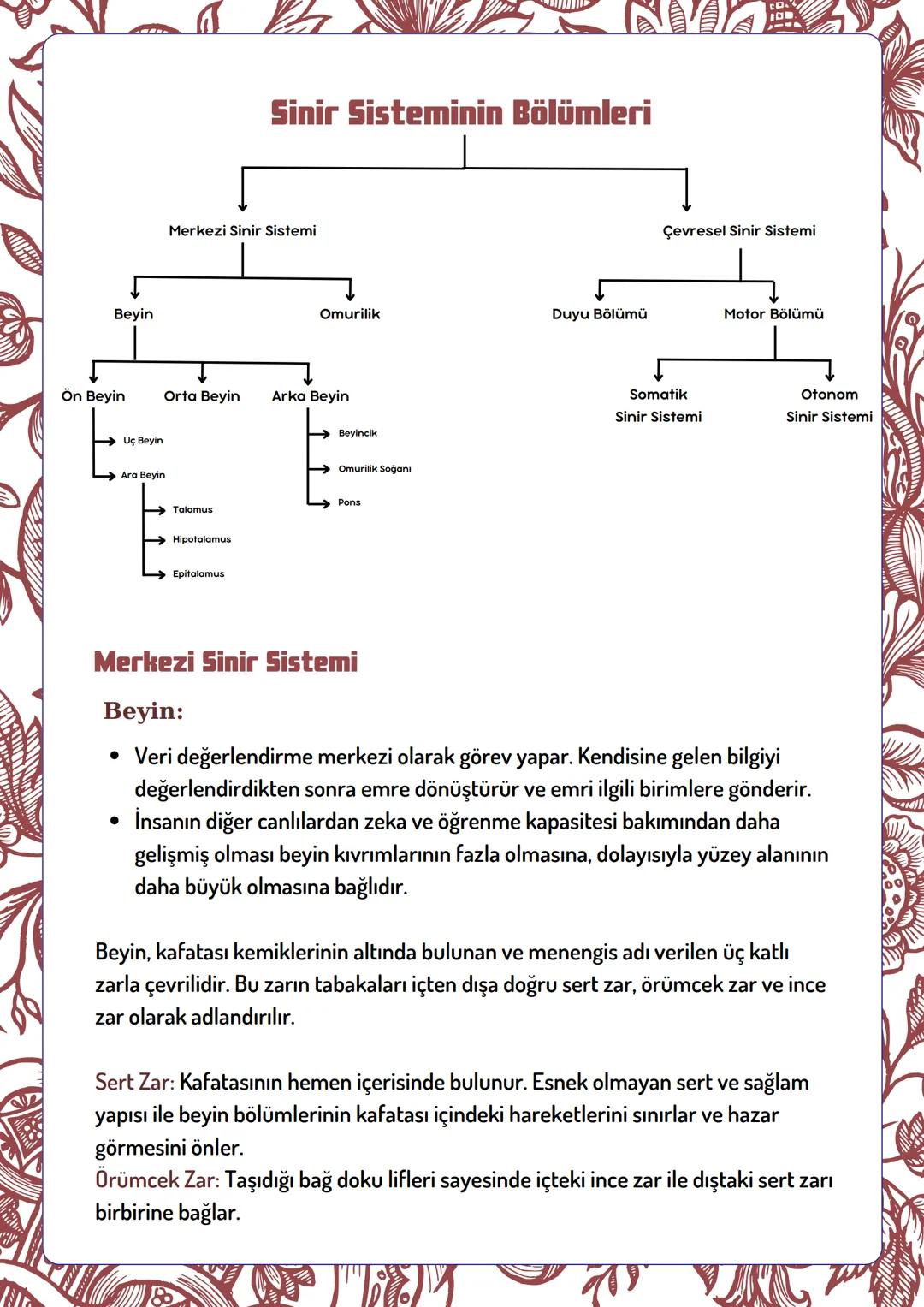 Beyin
Ön Beyin
Uç Beyin
Ara Beyin
Sinir Sisteminin Bölümleri
Merkezi Sinir Sistemi
Çevresel Sinir Sistemi
Omurilik
Duyu Bölümü
Motor Bölümü