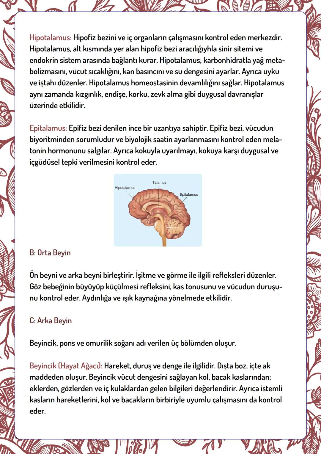 Beyin
Ön Beyin
Uç Beyin
Ara Beyin
Sinir Sisteminin Bölümleri
Merkezi Sinir Sistemi
Çevresel Sinir Sistemi
Omurilik
Duyu Bölümü
Motor Bölümü