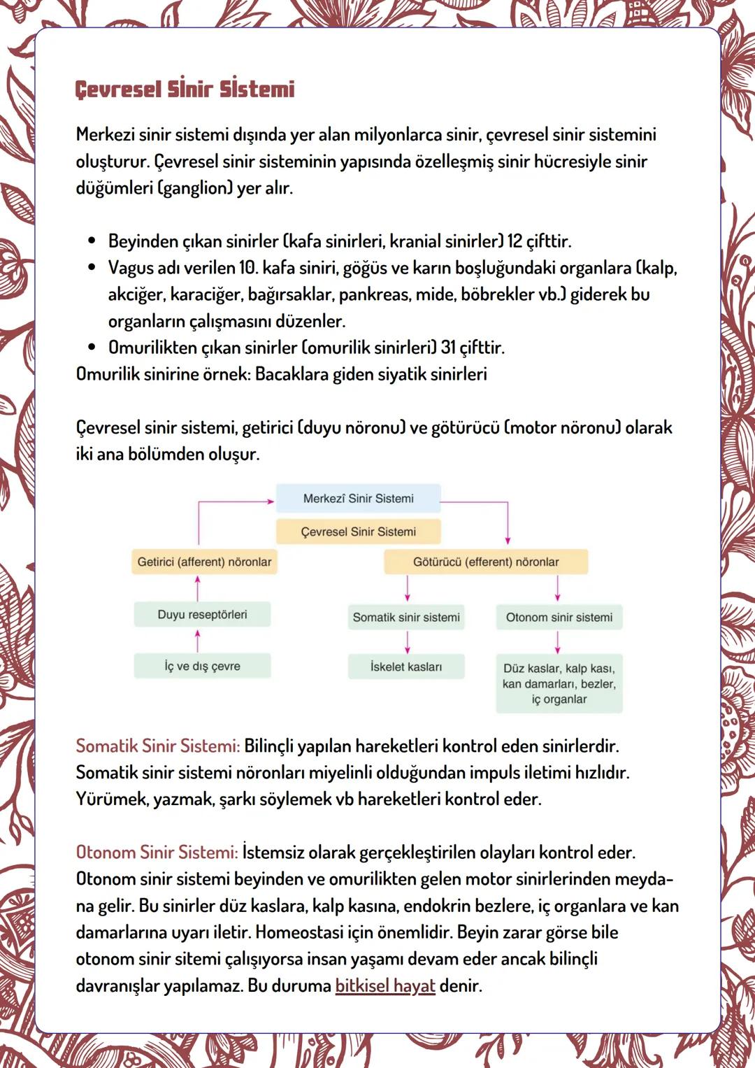 Beyin
Ön Beyin
Uç Beyin
Ara Beyin
Sinir Sisteminin Bölümleri
Merkezi Sinir Sistemi
Çevresel Sinir Sistemi
Omurilik
Duyu Bölümü
Motor Bölümü