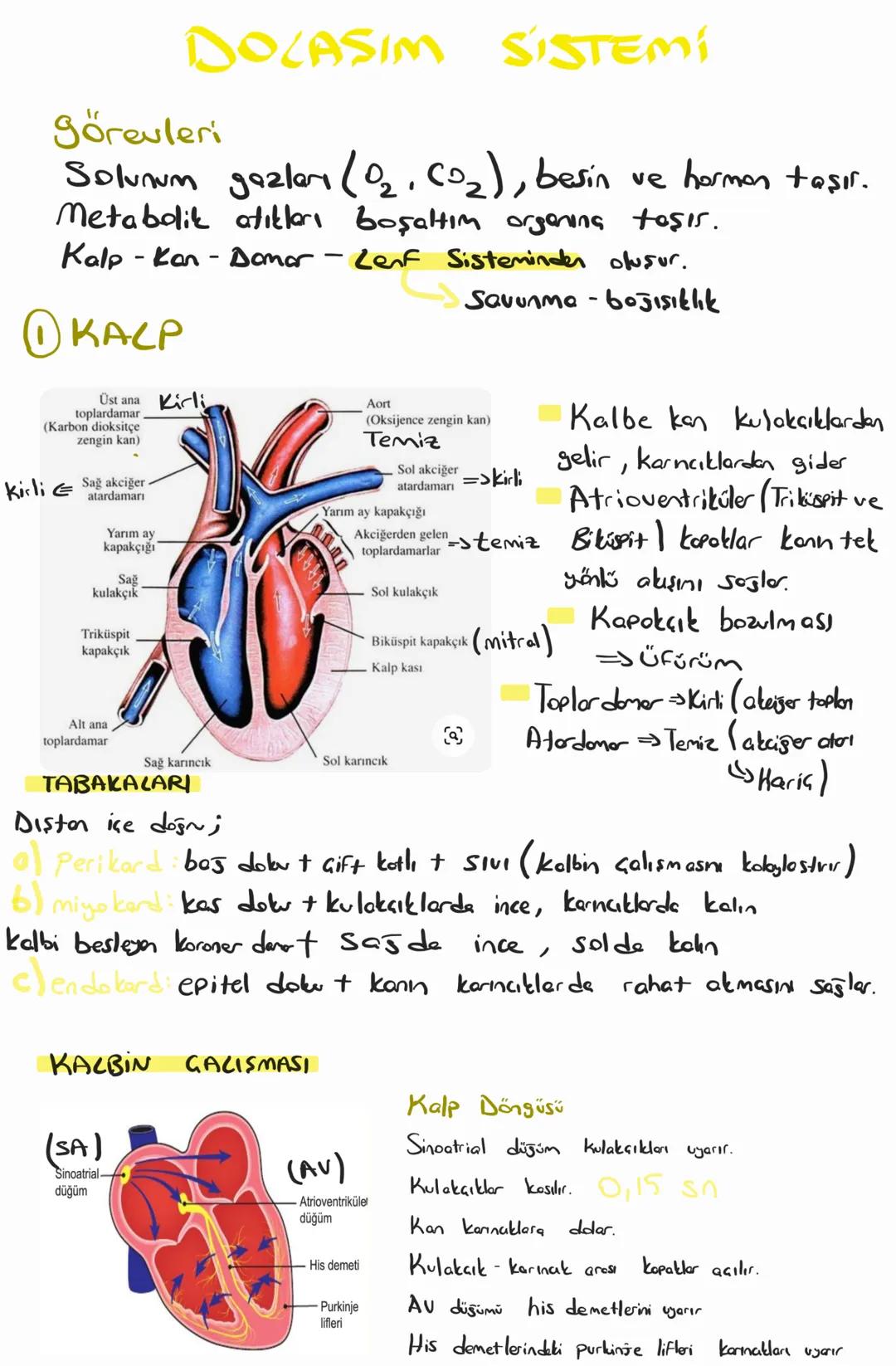 # DOCASIM SISTEMI
görevleri
Solunum gazlar (02, CO₂), besin ve hormon taşır.
Metabolik atıkları boşaltım organına taşır.
Kalp Kan - Domar -