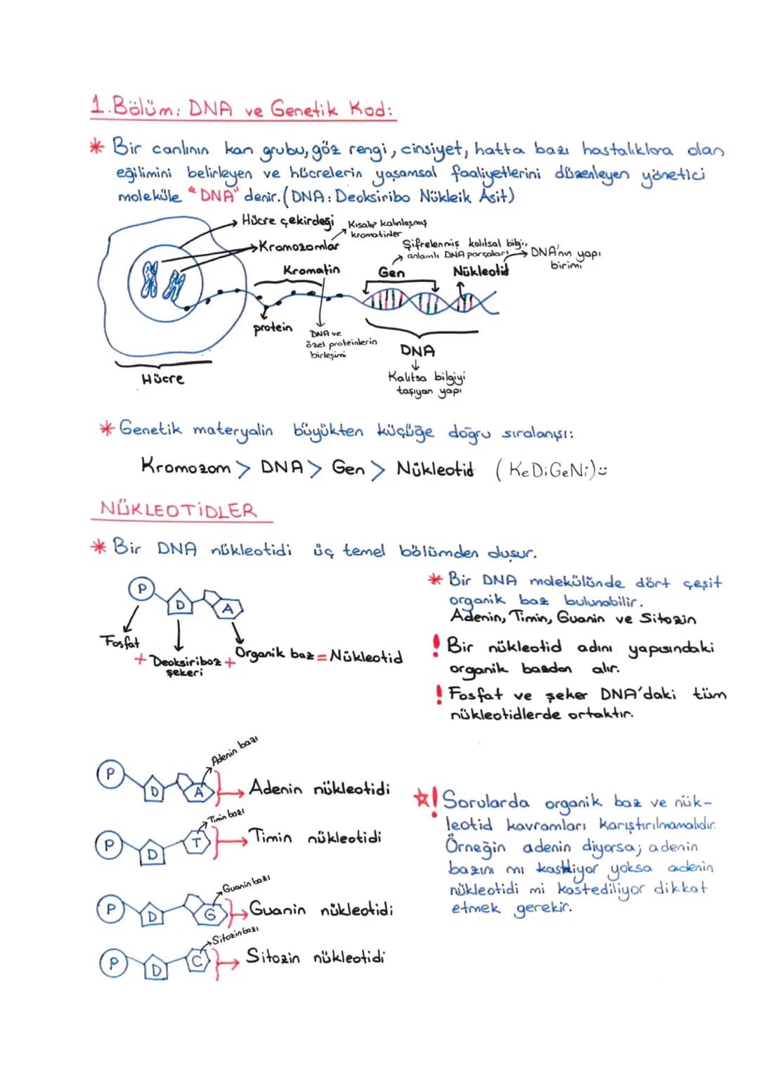 8. SINIF FEN DNA GİRİŞ – 1. sayfa