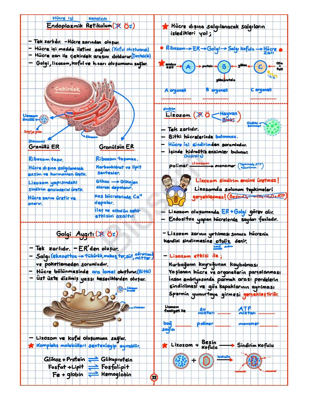 Tyt Biyoloji organeller biosem ders notu