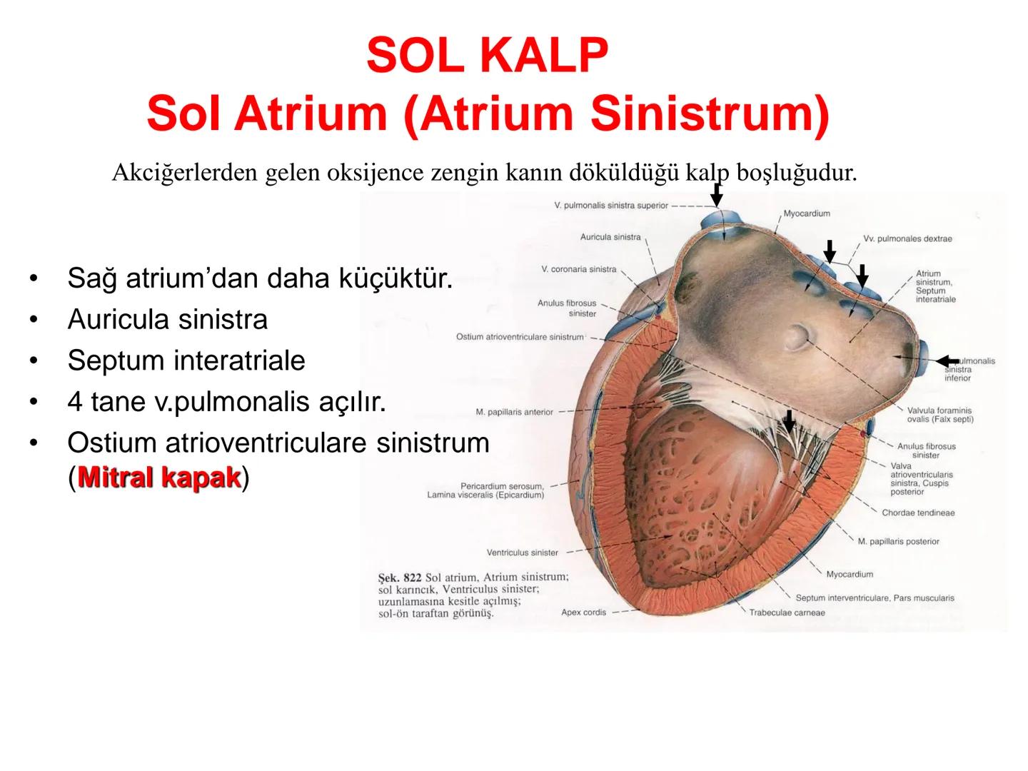 ONDOKUZ MAYIS ÜNİVERSİTESİ
OMÜ SHMYO
ANATOMİ
DOLAŞIM SİSTEMİ
Öğr. Gör. Dr. GÜRSEL AK GÜVEN # DOLAŞIM SİSTEMİ
(Systema Cardiovasculare) #