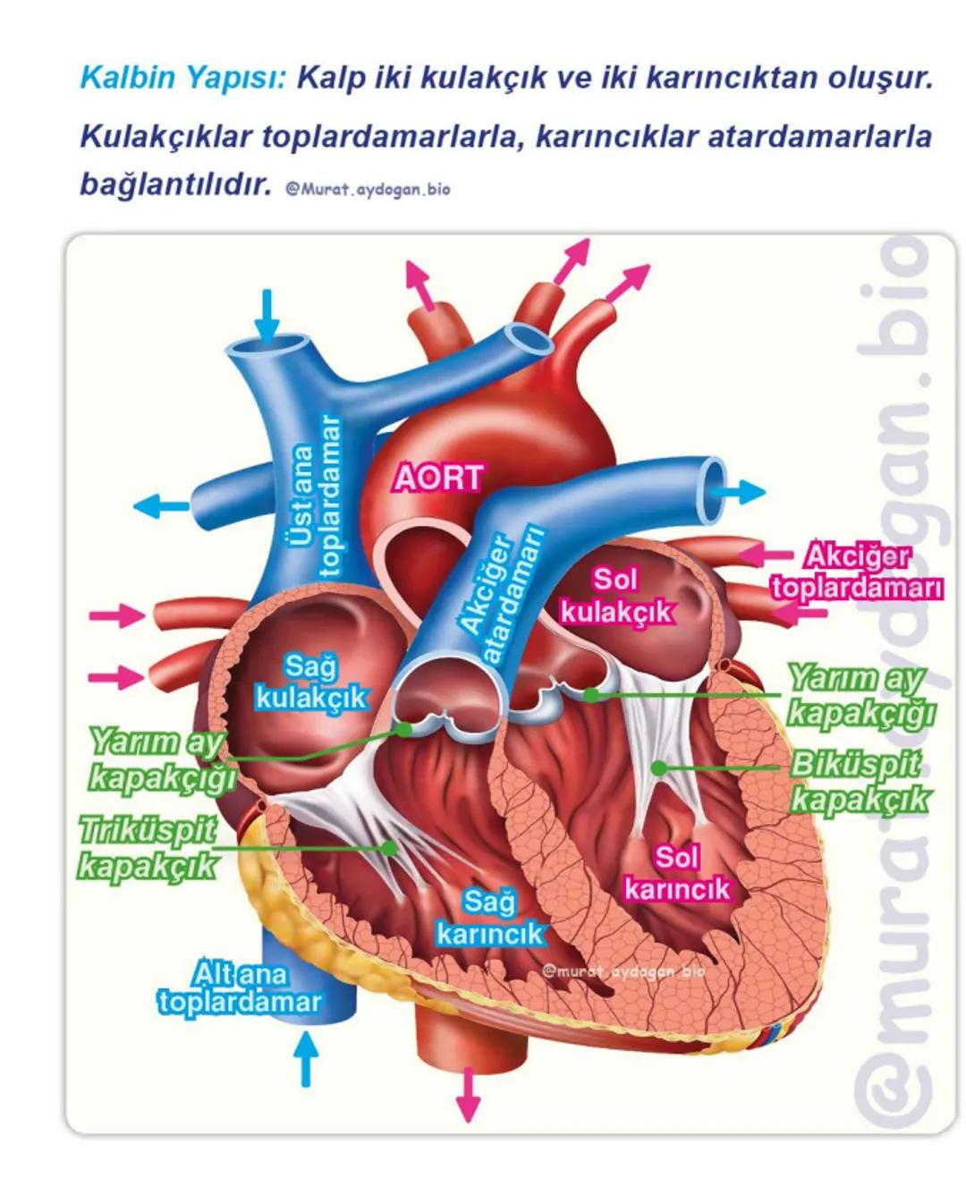 Kalbin Yapısı: Kalp iki kulakçık ve iki karıncıktan oluşur.
Kulakçıklar toplardamarlarla, karıncıklar atardamarlarla
bağlantılıdır. @Murat.a