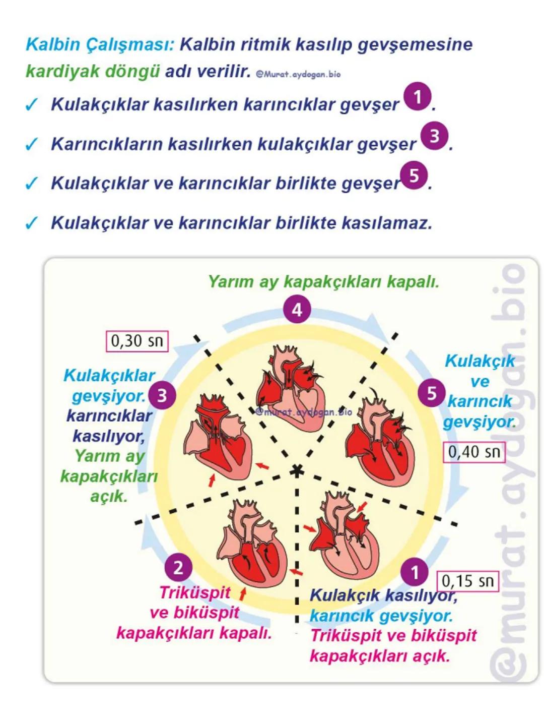 Kalbin Yapısı: Kalp iki kulakçık ve iki karıncıktan oluşur.
Kulakçıklar toplardamarlarla, karıncıklar atardamarlarla
bağlantılıdır. @Murat.a