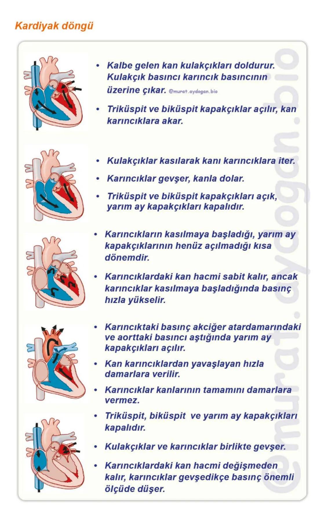 Kalbin Yapısı: Kalp iki kulakçık ve iki karıncıktan oluşur.
Kulakçıklar toplardamarlarla, karıncıklar atardamarlarla
bağlantılıdır. @Murat.a