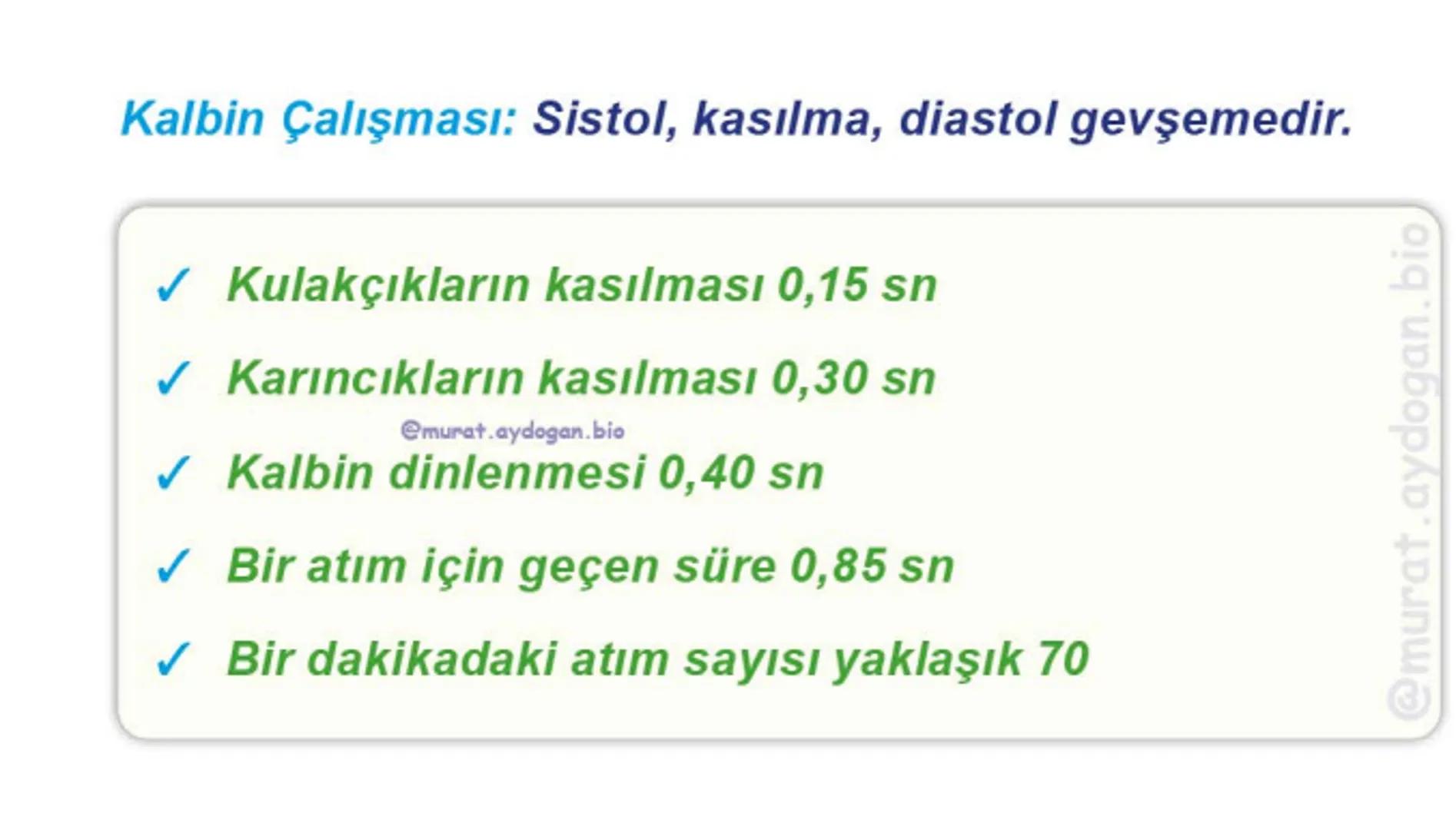 Kalbin Yapısı: Kalp iki kulakçık ve iki karıncıktan oluşur.
Kulakçıklar toplardamarlarla, karıncıklar atardamarlarla
bağlantılıdır. @Murat.a