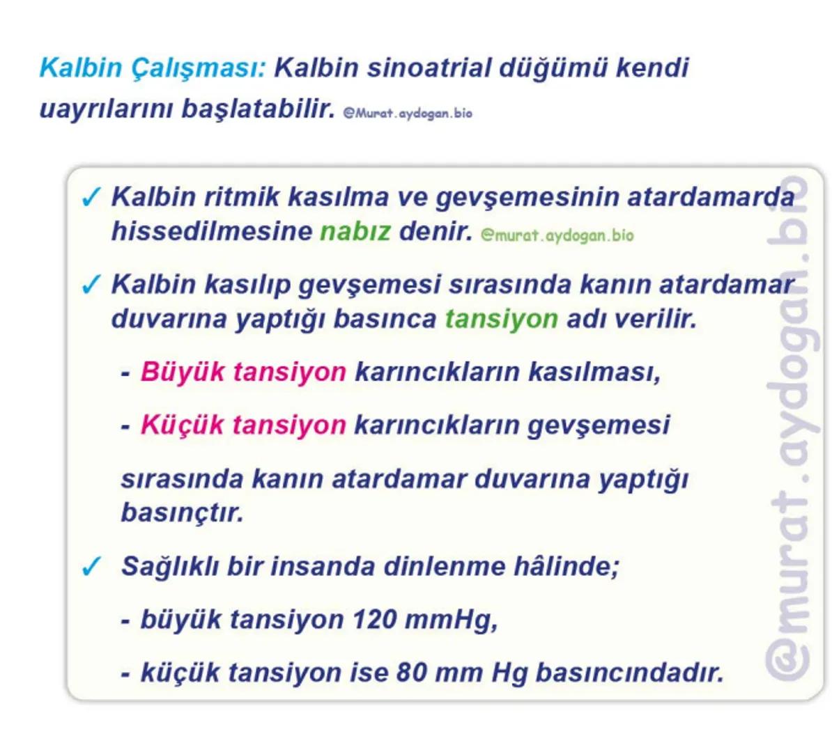 Kalbin Yapısı: Kalp iki kulakçık ve iki karıncıktan oluşur.
Kulakçıklar toplardamarlarla, karıncıklar atardamarlarla
bağlantılıdır. @Murat.a