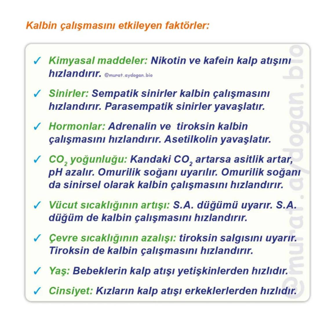 Kalbin Yapısı: Kalp iki kulakçık ve iki karıncıktan oluşur.
Kulakçıklar toplardamarlarla, karıncıklar atardamarlarla
bağlantılıdır. @Murat.a