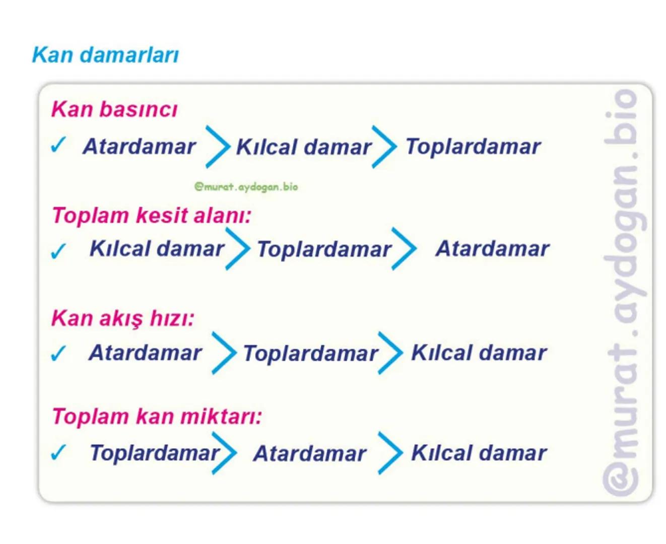 Kalbin Yapısı: Kalp iki kulakçık ve iki karıncıktan oluşur.
Kulakçıklar toplardamarlarla, karıncıklar atardamarlarla
bağlantılıdır. @Murat.a