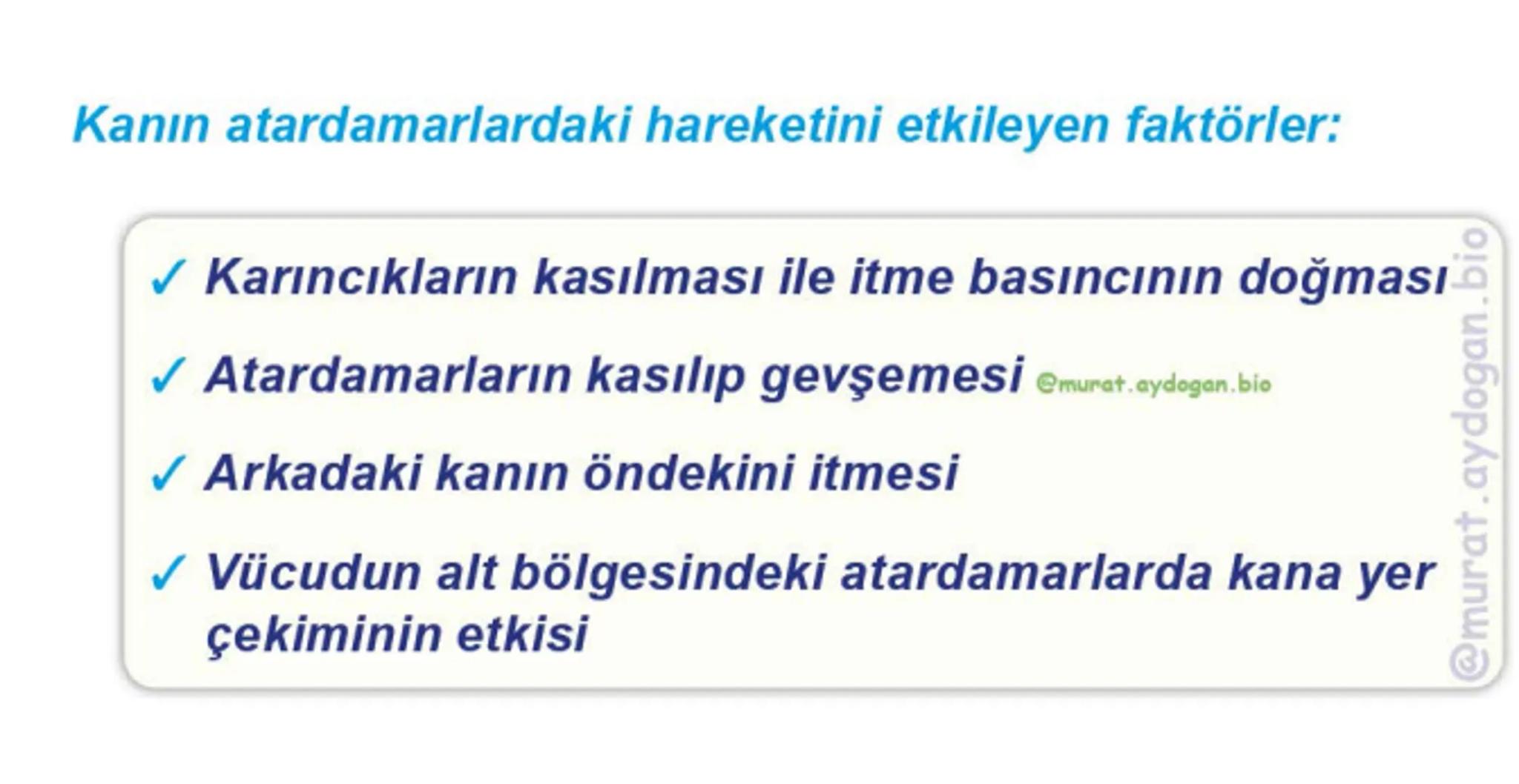Kalbin Yapısı: Kalp iki kulakçık ve iki karıncıktan oluşur.
Kulakçıklar toplardamarlarla, karıncıklar atardamarlarla
bağlantılıdır. @Murat.a