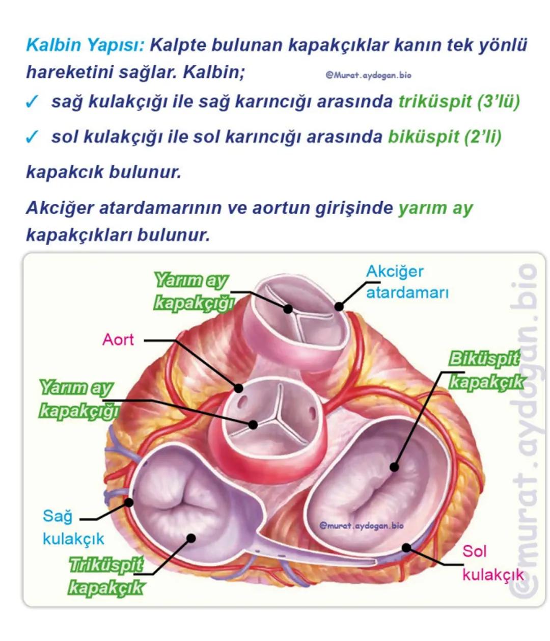 Kalbin Yapısı: Kalp iki kulakçık ve iki karıncıktan oluşur.
Kulakçıklar toplardamarlarla, karıncıklar atardamarlarla
bağlantılıdır. @Murat.a