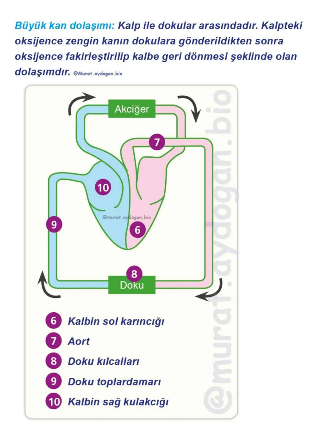 Kalbin Yapısı: Kalp iki kulakçık ve iki karıncıktan oluşur.
Kulakçıklar toplardamarlarla, karıncıklar atardamarlarla
bağlantılıdır. @Murat.a