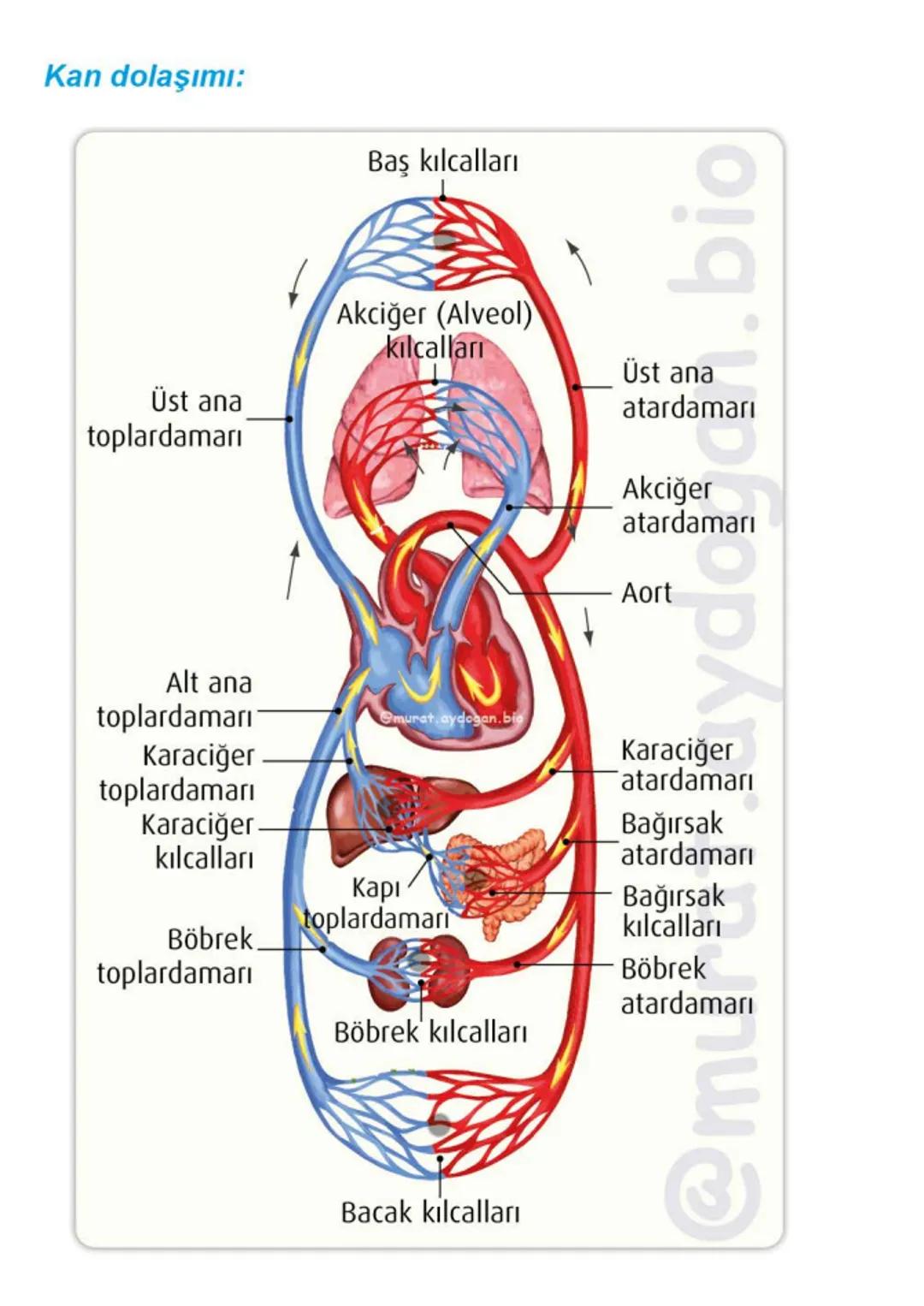 Kalbin Yapısı: Kalp iki kulakçık ve iki karıncıktan oluşur.
Kulakçıklar toplardamarlarla, karıncıklar atardamarlarla
bağlantılıdır. @Murat.a