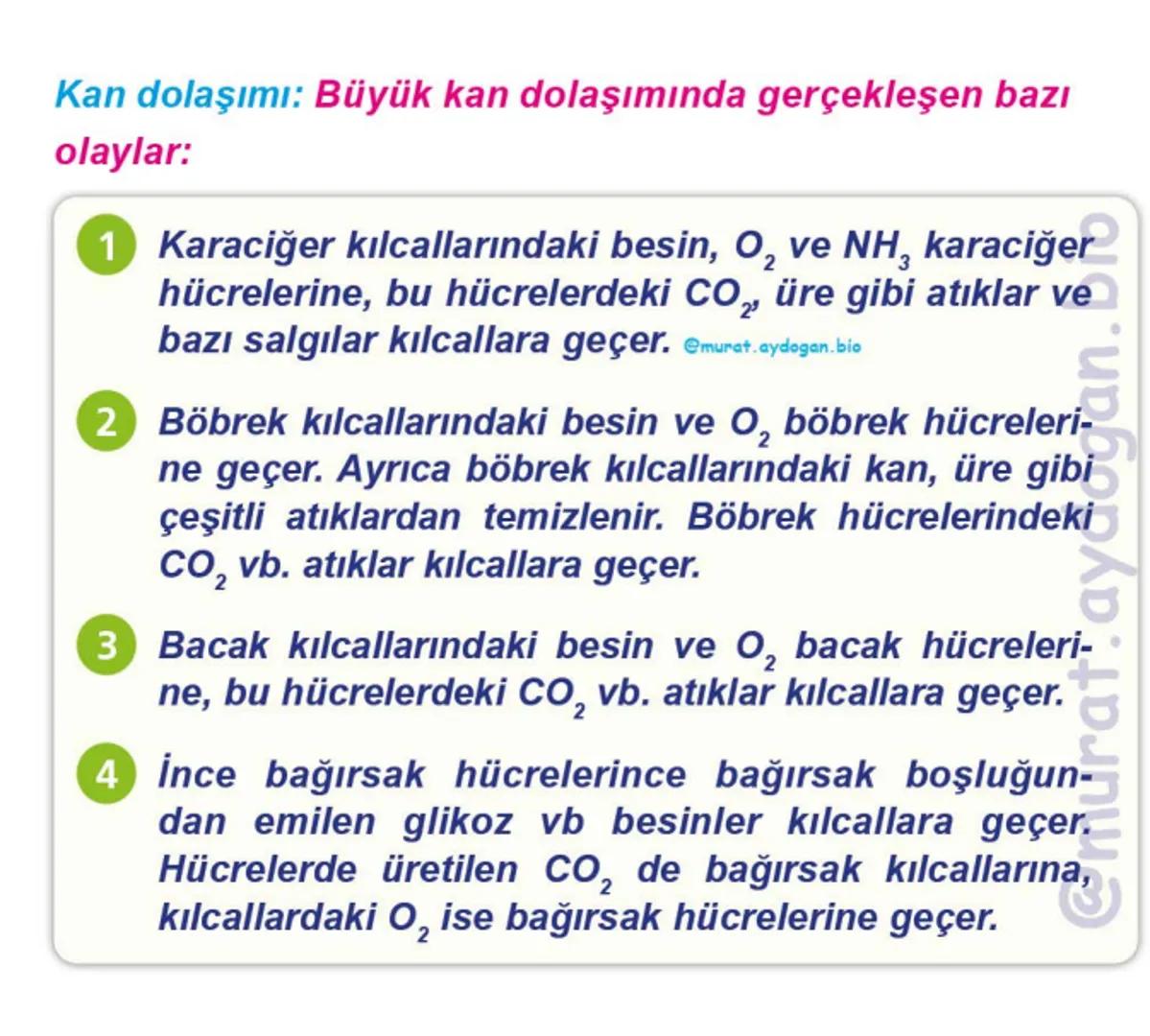 Kalbin Yapısı: Kalp iki kulakçık ve iki karıncıktan oluşur.
Kulakçıklar toplardamarlarla, karıncıklar atardamarlarla
bağlantılıdır. @Murat.a