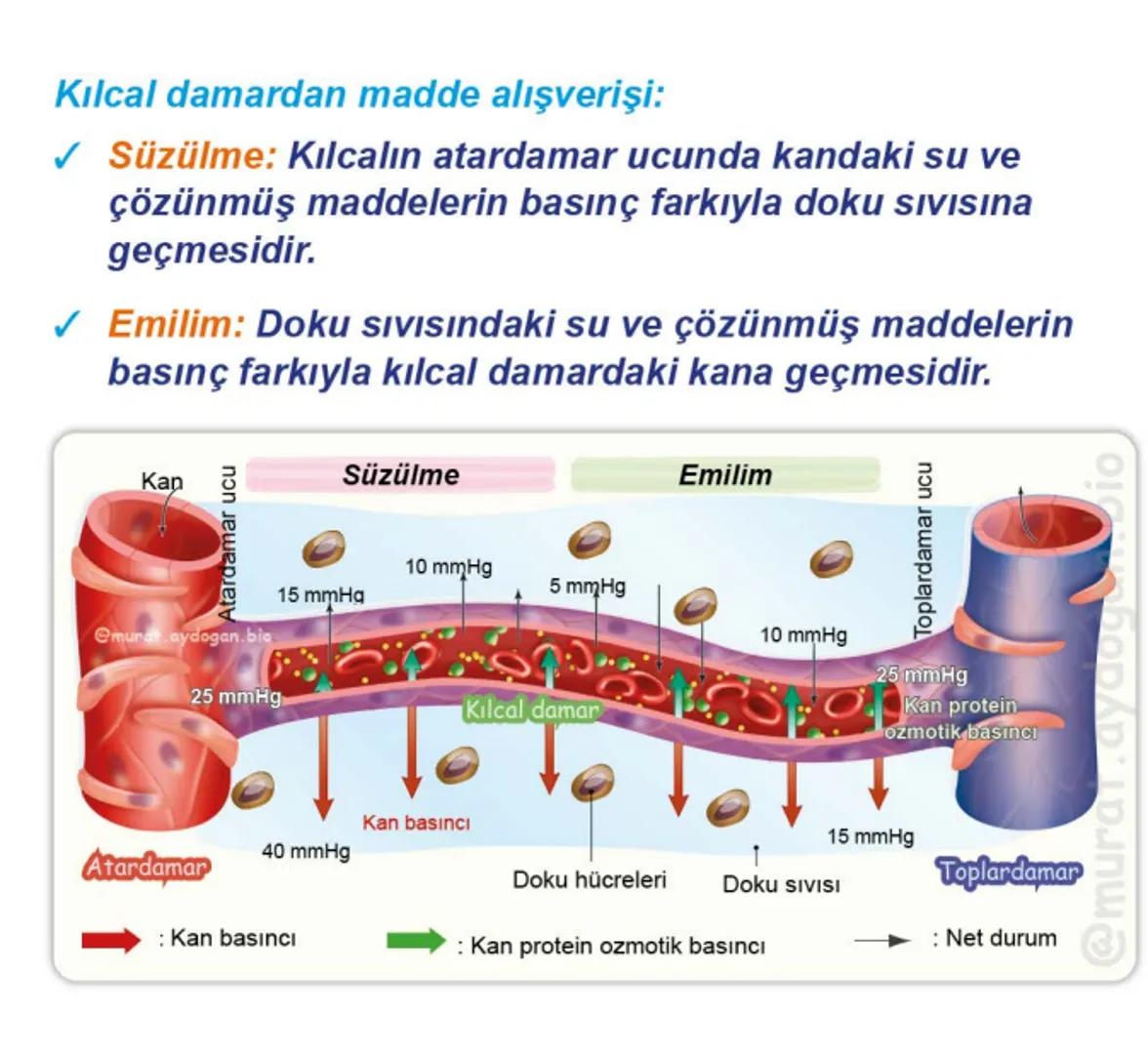 Kalbin Yapısı: Kalp iki kulakçık ve iki karıncıktan oluşur.
Kulakçıklar toplardamarlarla, karıncıklar atardamarlarla
bağlantılıdır. @Murat.a