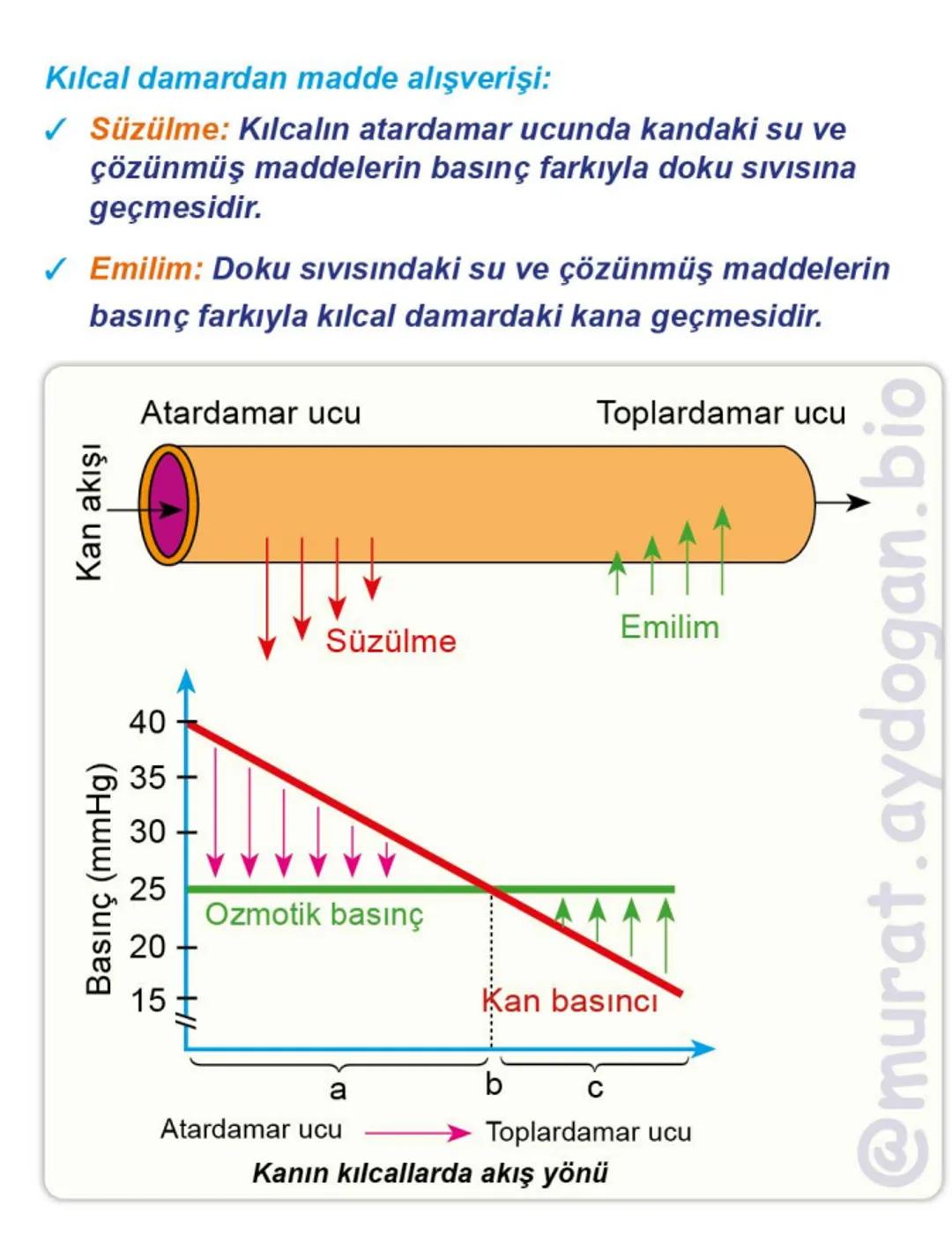 Kalbin Yapısı: Kalp iki kulakçık ve iki karıncıktan oluşur.
Kulakçıklar toplardamarlarla, karıncıklar atardamarlarla
bağlantılıdır. @Murat.a