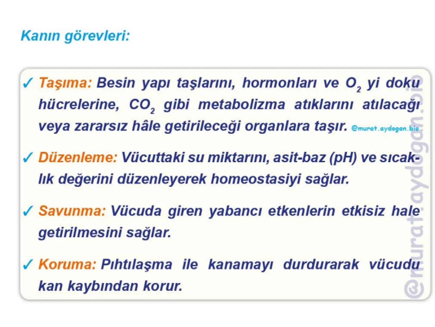 Kalbin Yapısı: Kalp iki kulakçık ve iki karıncıktan oluşur.
Kulakçıklar toplardamarlarla, karıncıklar atardamarlarla
bağlantılıdır. @Murat.a