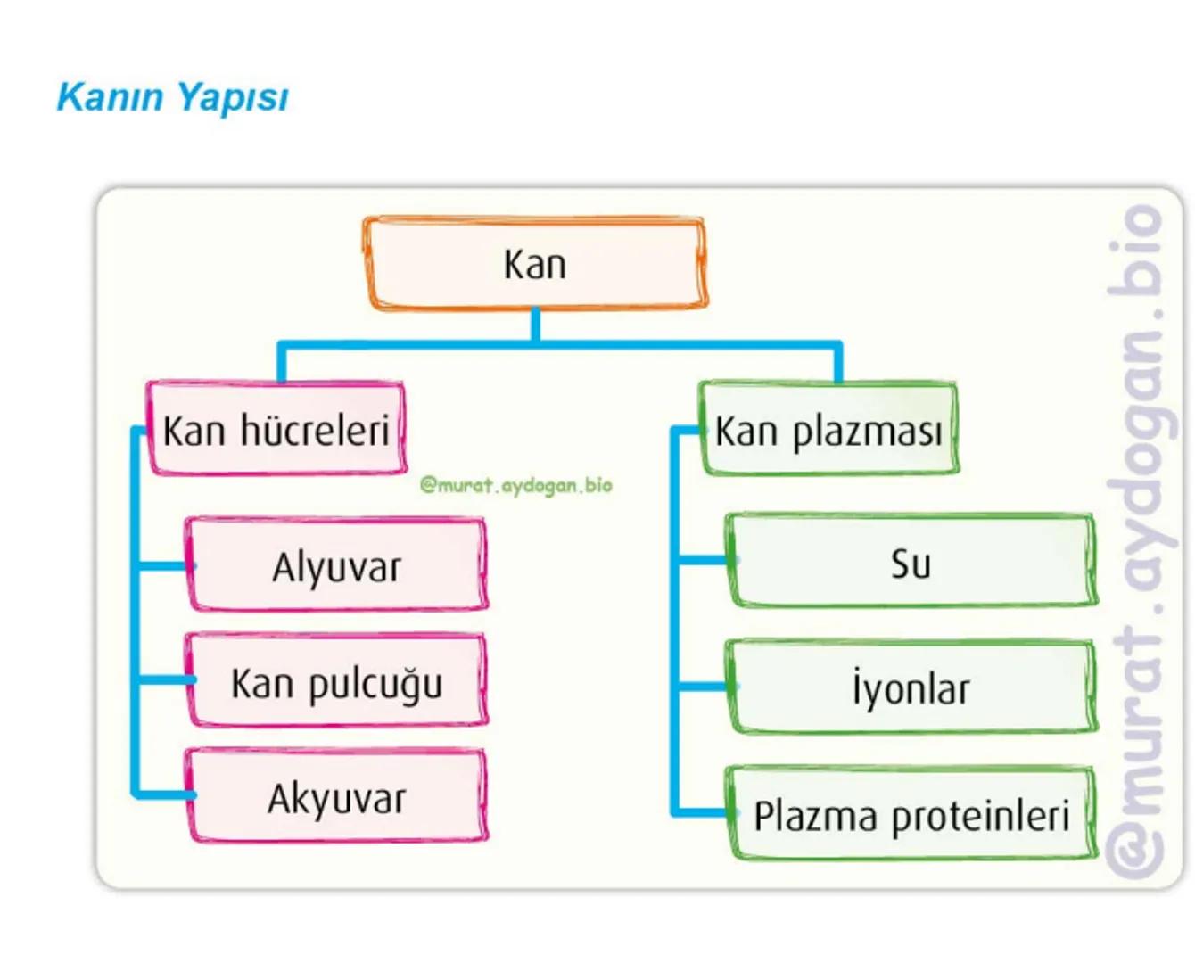 Kalbin Yapısı: Kalp iki kulakçık ve iki karıncıktan oluşur.
Kulakçıklar toplardamarlarla, karıncıklar atardamarlarla
bağlantılıdır. @Murat.a