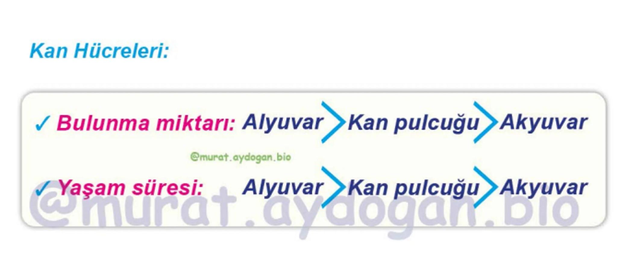 Kalbin Yapısı: Kalp iki kulakçık ve iki karıncıktan oluşur.
Kulakçıklar toplardamarlarla, karıncıklar atardamarlarla
bağlantılıdır. @Murat.a