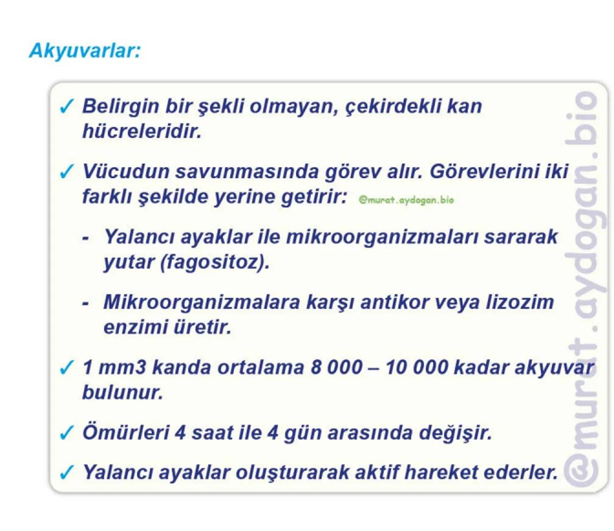 Kalbin Yapısı: Kalp iki kulakçık ve iki karıncıktan oluşur.
Kulakçıklar toplardamarlarla, karıncıklar atardamarlarla
bağlantılıdır. @Murat.a