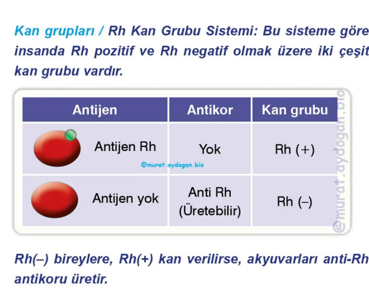 Kalbin Yapısı: Kalp iki kulakçık ve iki karıncıktan oluşur.
Kulakçıklar toplardamarlarla, karıncıklar atardamarlarla
bağlantılıdır. @Murat.a