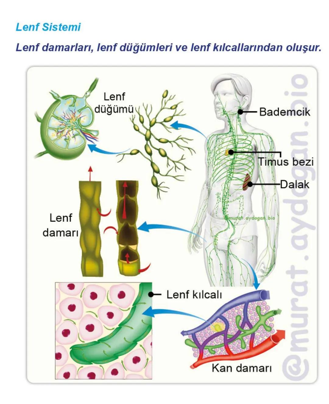 Kalbin Yapısı: Kalp iki kulakçık ve iki karıncıktan oluşur.
Kulakçıklar toplardamarlarla, karıncıklar atardamarlarla
bağlantılıdır. @Murat.a