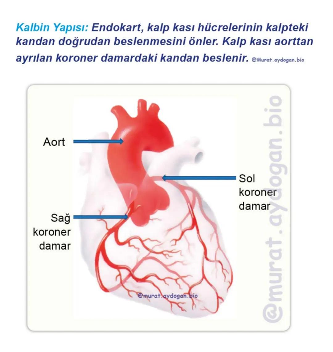 Kalbin Yapısı: Kalp iki kulakçık ve iki karıncıktan oluşur.
Kulakçıklar toplardamarlarla, karıncıklar atardamarlarla
bağlantılıdır. @Murat.a