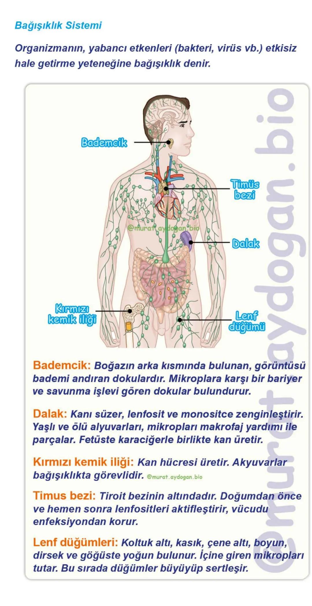 Kalbin Yapısı: Kalp iki kulakçık ve iki karıncıktan oluşur.
Kulakçıklar toplardamarlarla, karıncıklar atardamarlarla
bağlantılıdır. @Murat.a