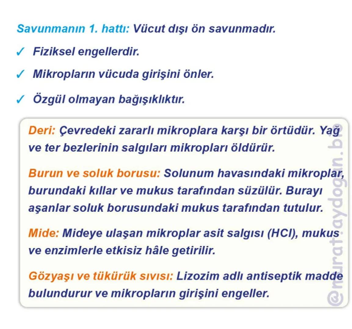 Kalbin Yapısı: Kalp iki kulakçık ve iki karıncıktan oluşur.
Kulakçıklar toplardamarlarla, karıncıklar atardamarlarla
bağlantılıdır. @Murat.a