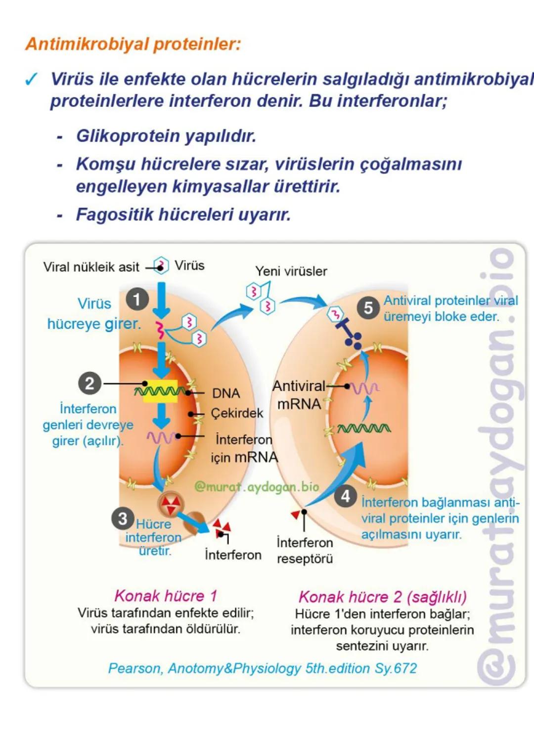 Kalbin Yapısı: Kalp iki kulakçık ve iki karıncıktan oluşur.
Kulakçıklar toplardamarlarla, karıncıklar atardamarlarla
bağlantılıdır. @Murat.a