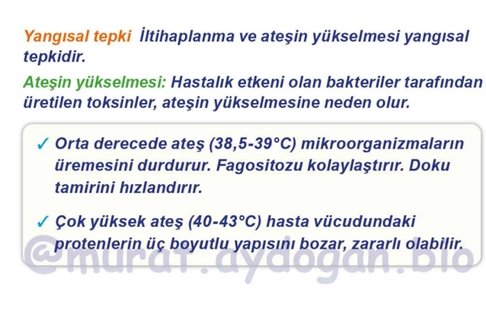 Kalbin Yapısı: Kalp iki kulakçık ve iki karıncıktan oluşur.
Kulakçıklar toplardamarlarla, karıncıklar atardamarlarla
bağlantılıdır. @Murat.a