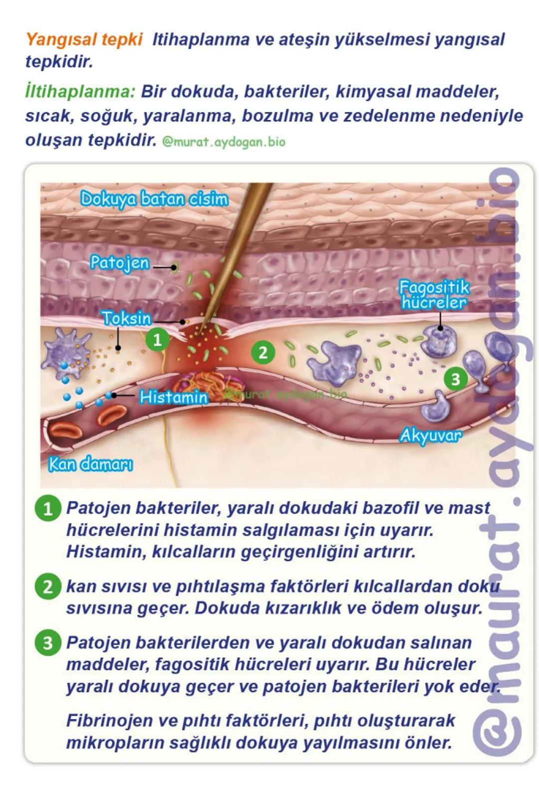 Kalbin Yapısı: Kalp iki kulakçık ve iki karıncıktan oluşur.
Kulakçıklar toplardamarlarla, karıncıklar atardamarlarla
bağlantılıdır. @Murat.a