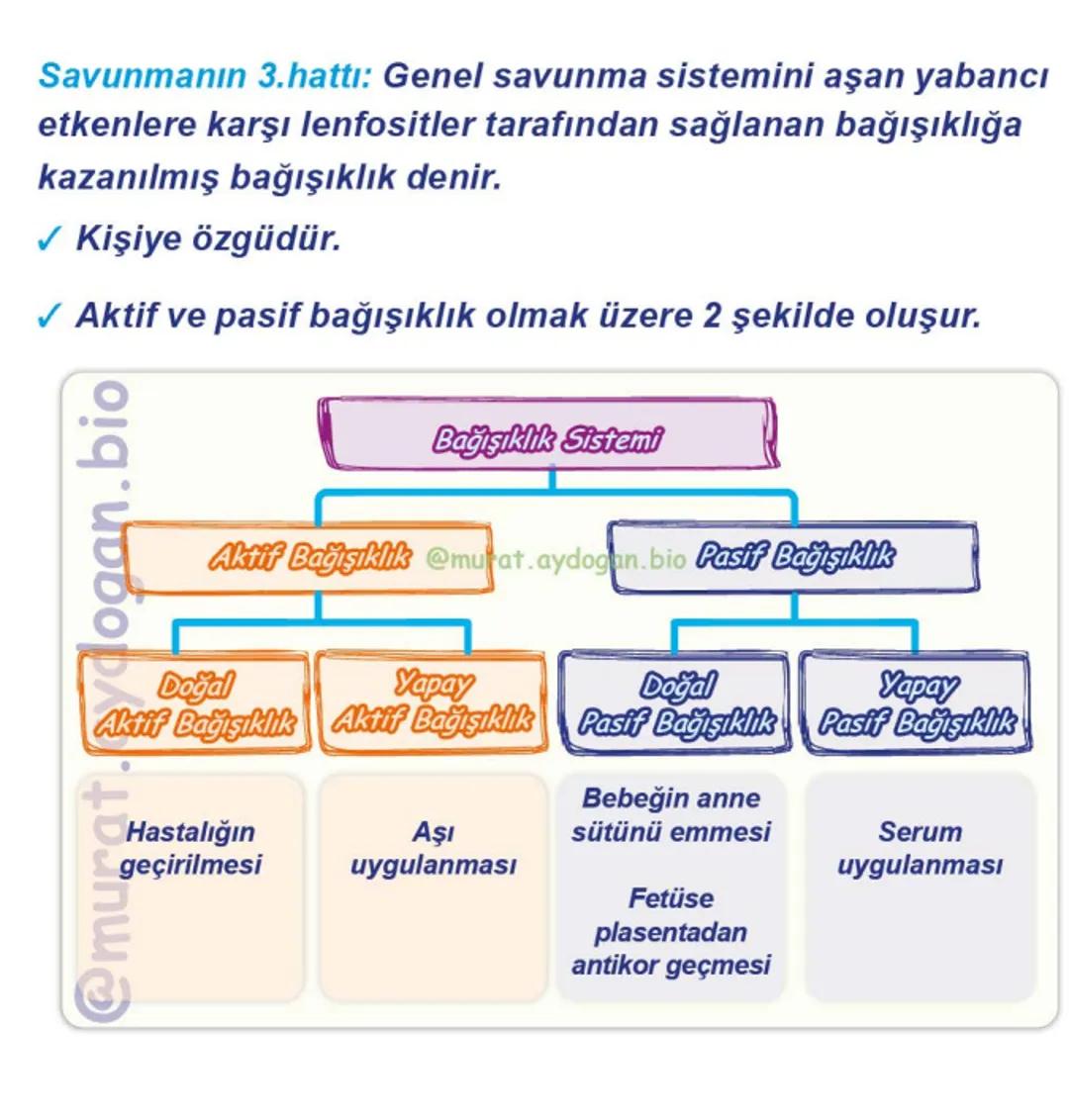Kalbin Yapısı: Kalp iki kulakçık ve iki karıncıktan oluşur.
Kulakçıklar toplardamarlarla, karıncıklar atardamarlarla
bağlantılıdır. @Murat.a