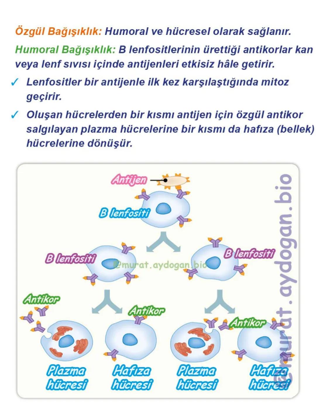 Kalbin Yapısı: Kalp iki kulakçık ve iki karıncıktan oluşur.
Kulakçıklar toplardamarlarla, karıncıklar atardamarlarla
bağlantılıdır. @Murat.a