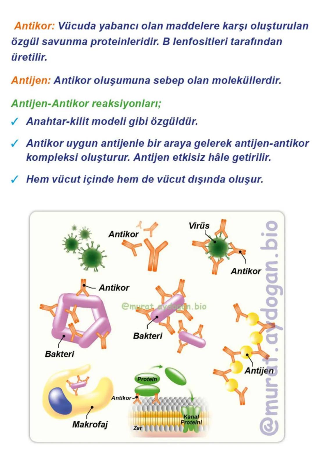 Kalbin Yapısı: Kalp iki kulakçık ve iki karıncıktan oluşur.
Kulakçıklar toplardamarlarla, karıncıklar atardamarlarla
bağlantılıdır. @Murat.a