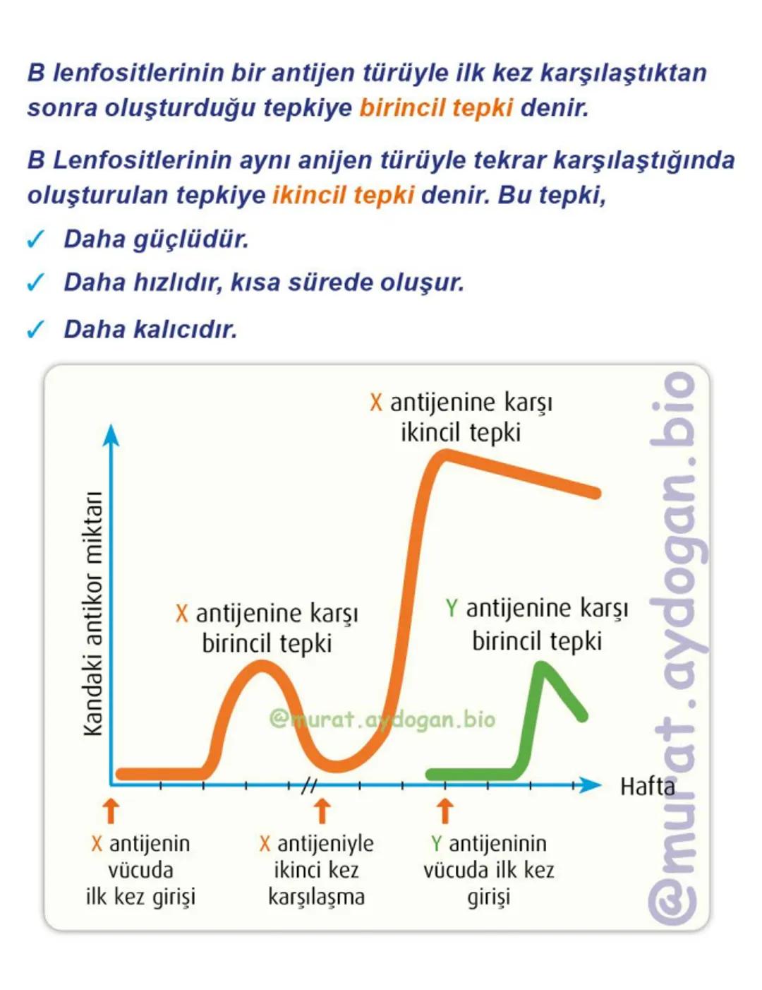 Kalbin Yapısı: Kalp iki kulakçık ve iki karıncıktan oluşur.
Kulakçıklar toplardamarlarla, karıncıklar atardamarlarla
bağlantılıdır. @Murat.a
