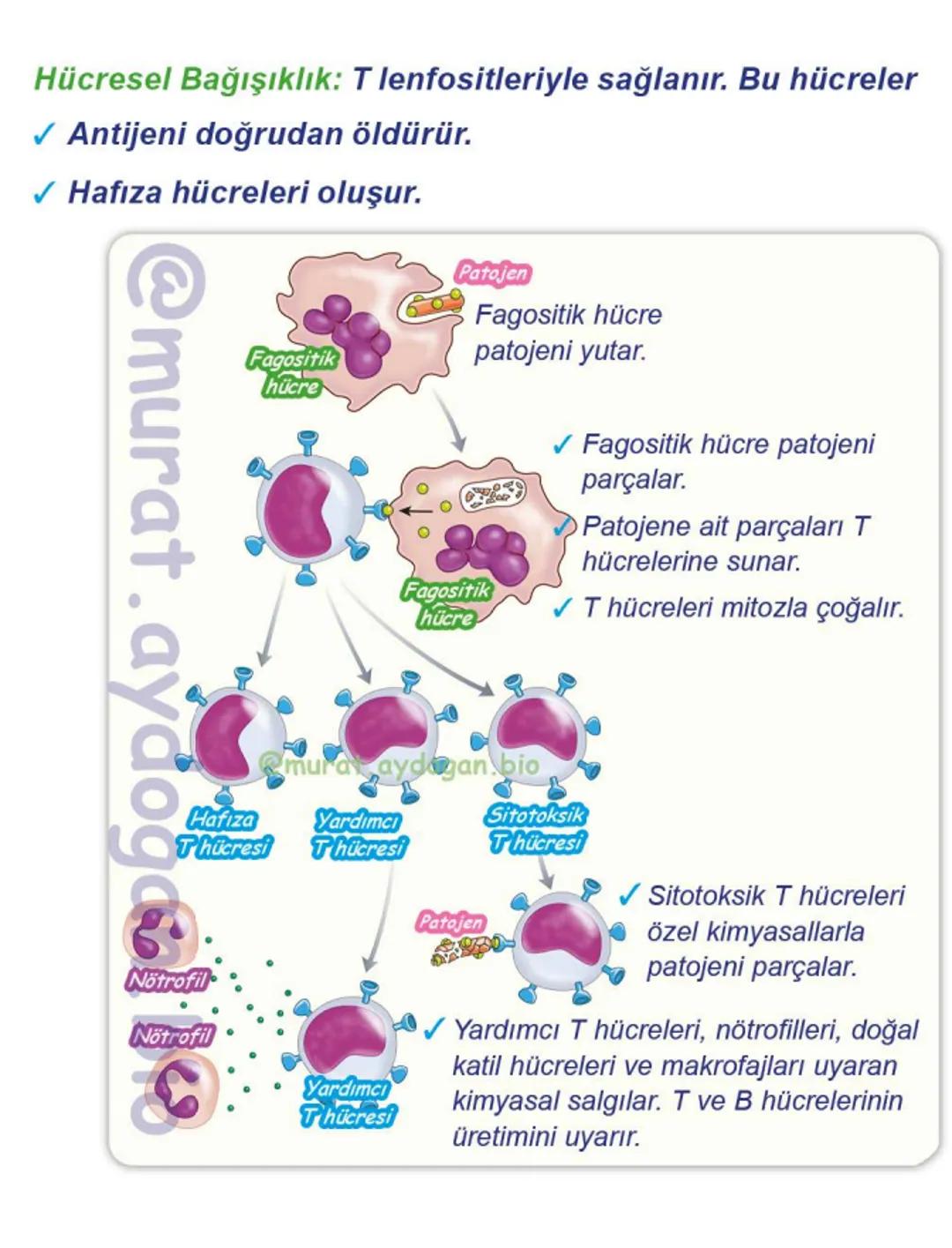 Kalbin Yapısı: Kalp iki kulakçık ve iki karıncıktan oluşur.
Kulakçıklar toplardamarlarla, karıncıklar atardamarlarla
bağlantılıdır. @Murat.a
