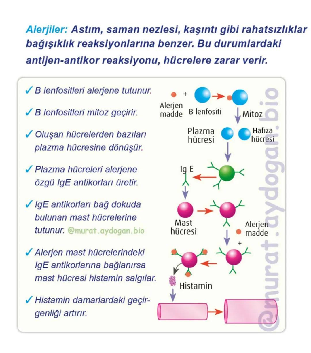 Kalbin Yapısı: Kalp iki kulakçık ve iki karıncıktan oluşur.
Kulakçıklar toplardamarlarla, karıncıklar atardamarlarla
bağlantılıdır. @Murat.a