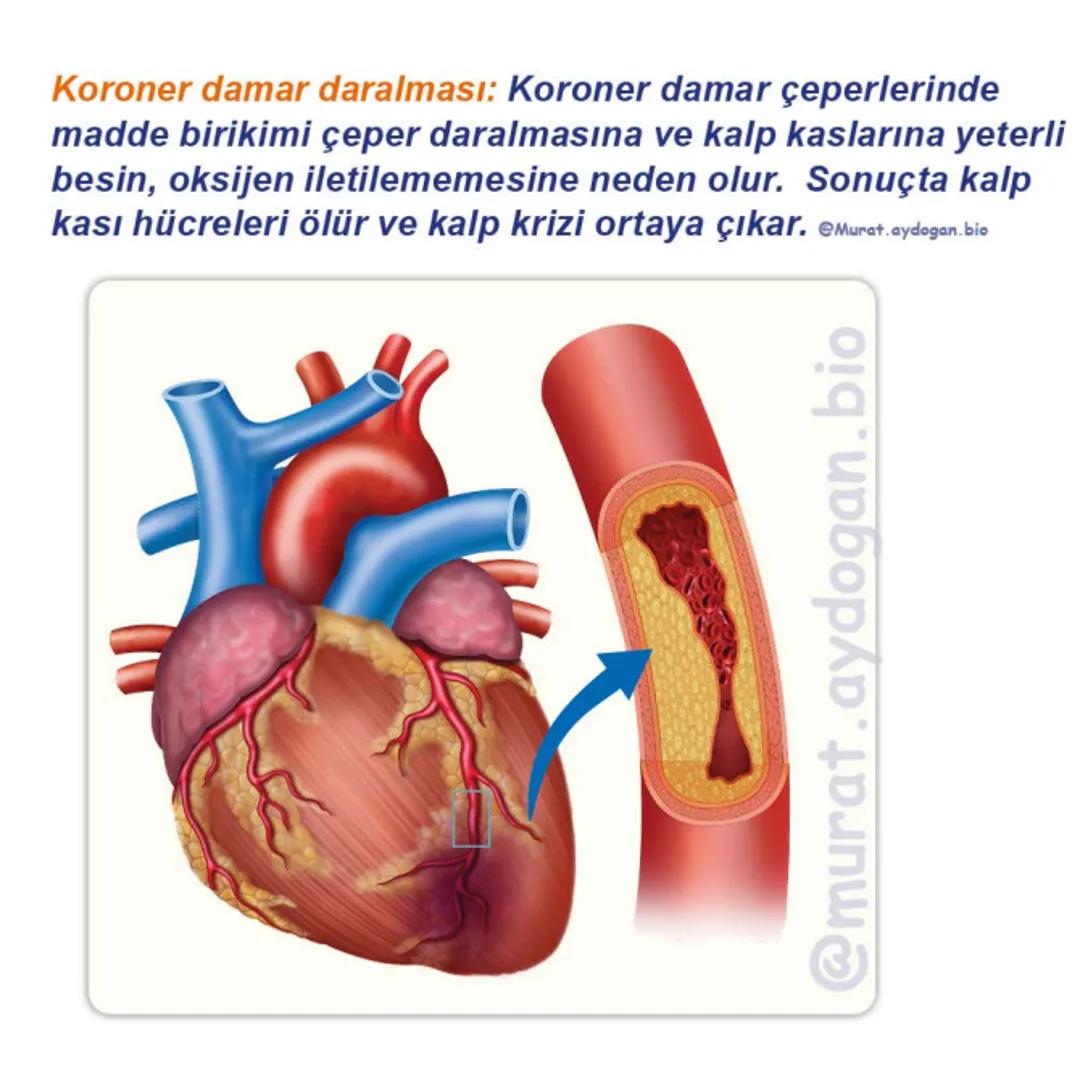 Kalbin Yapısı: Kalp iki kulakçık ve iki karıncıktan oluşur.
Kulakçıklar toplardamarlarla, karıncıklar atardamarlarla
bağlantılıdır. @Murat.a