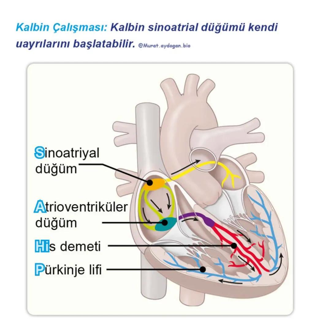 Kalbin Yapısı: Kalp iki kulakçık ve iki karıncıktan oluşur.
Kulakçıklar toplardamarlarla, karıncıklar atardamarlarla
bağlantılıdır. @Murat.a