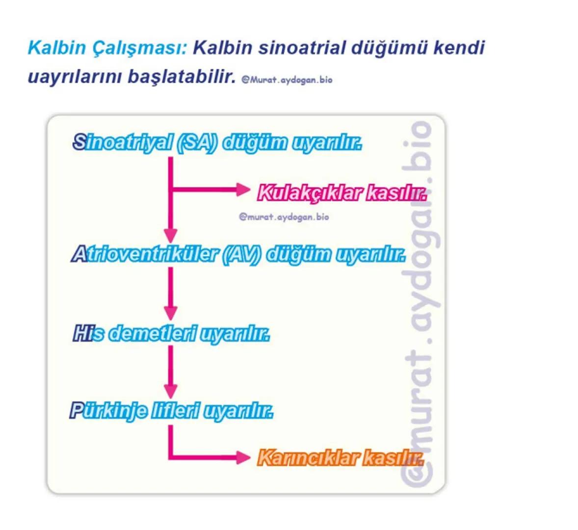 Kalbin Yapısı: Kalp iki kulakçık ve iki karıncıktan oluşur.
Kulakçıklar toplardamarlarla, karıncıklar atardamarlarla
bağlantılıdır. @Murat.a