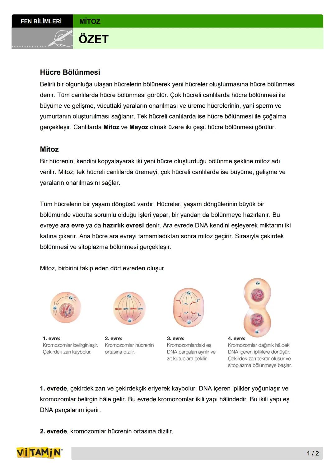 FEN BİLİMLERİ
MİTOZ
ÖZET
Hücre Bölünmesi
Belirli bir olgunluğa ulaşan hücrelerin bölünerek yeni hücreler oluşturmasına hücre bölünmesi
denir