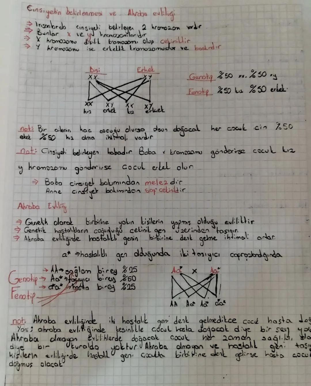 Cinsiyetin belirlenmesi ve Ahraba evliligi
Insonlarda cinsiyeti belirlegen 2 kromozon vordir
•Bunlar x ve yu kromosomlarıdır
→X kromozomu di