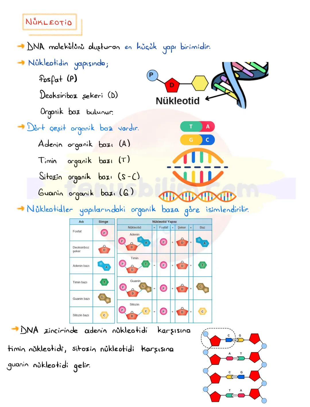 DNA
DNA VE GENETIK KOD
Nükleotid
Gen
DNA
Kromozom
Hücre
Çekirdek
Canlıların kalitsal özelliklerinin nesilden nesile
aktarılmasını sa